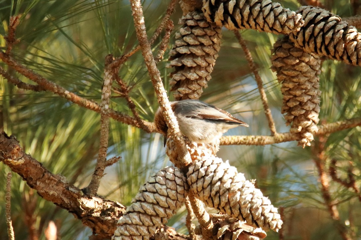 Brown-headed Nuthatch - ML402407841