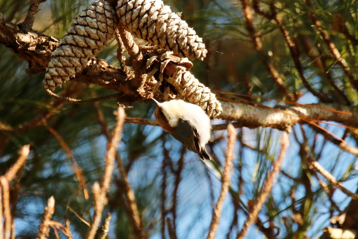 Brown-headed Nuthatch - ML402407881