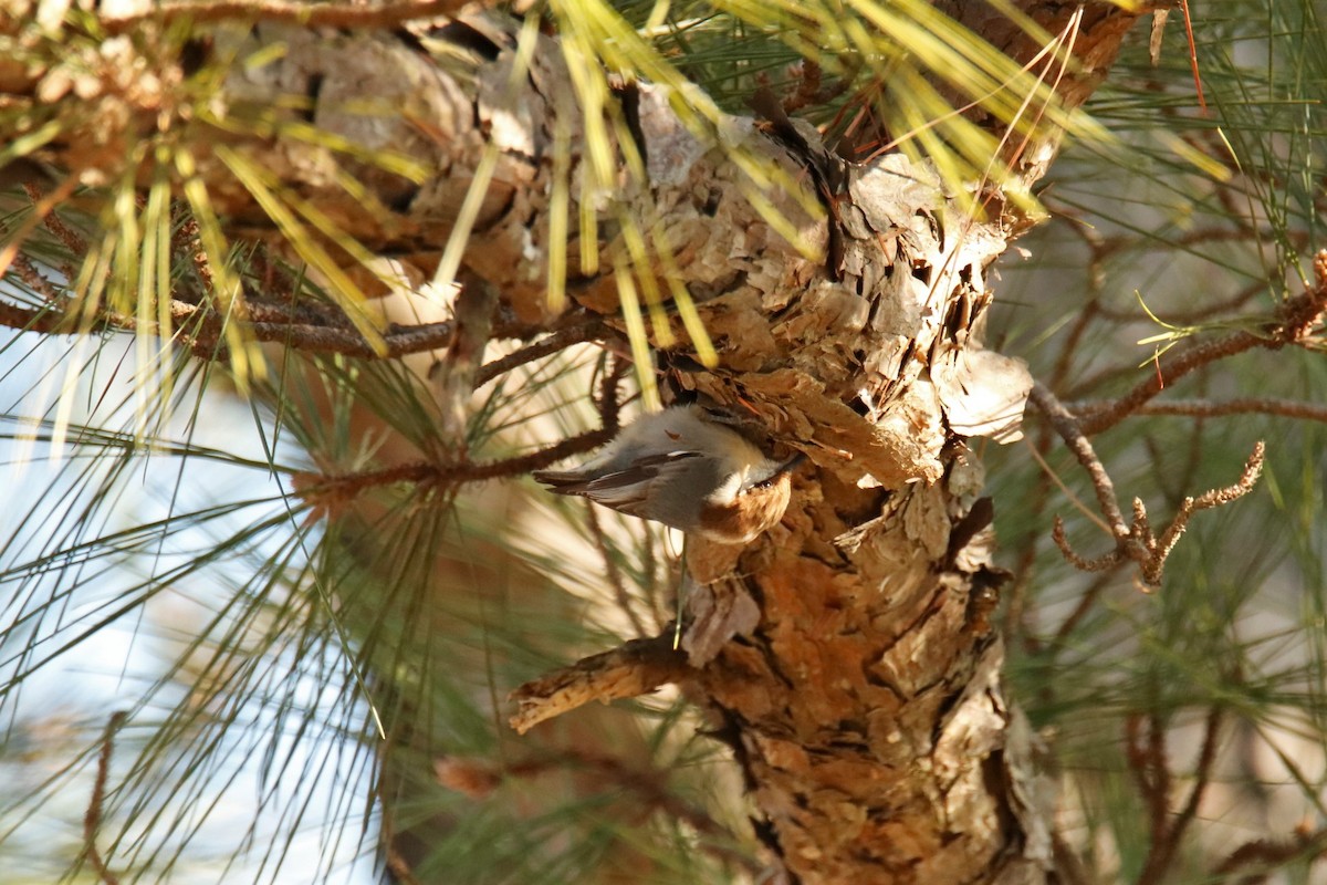 Brown-headed Nuthatch - ML402407921