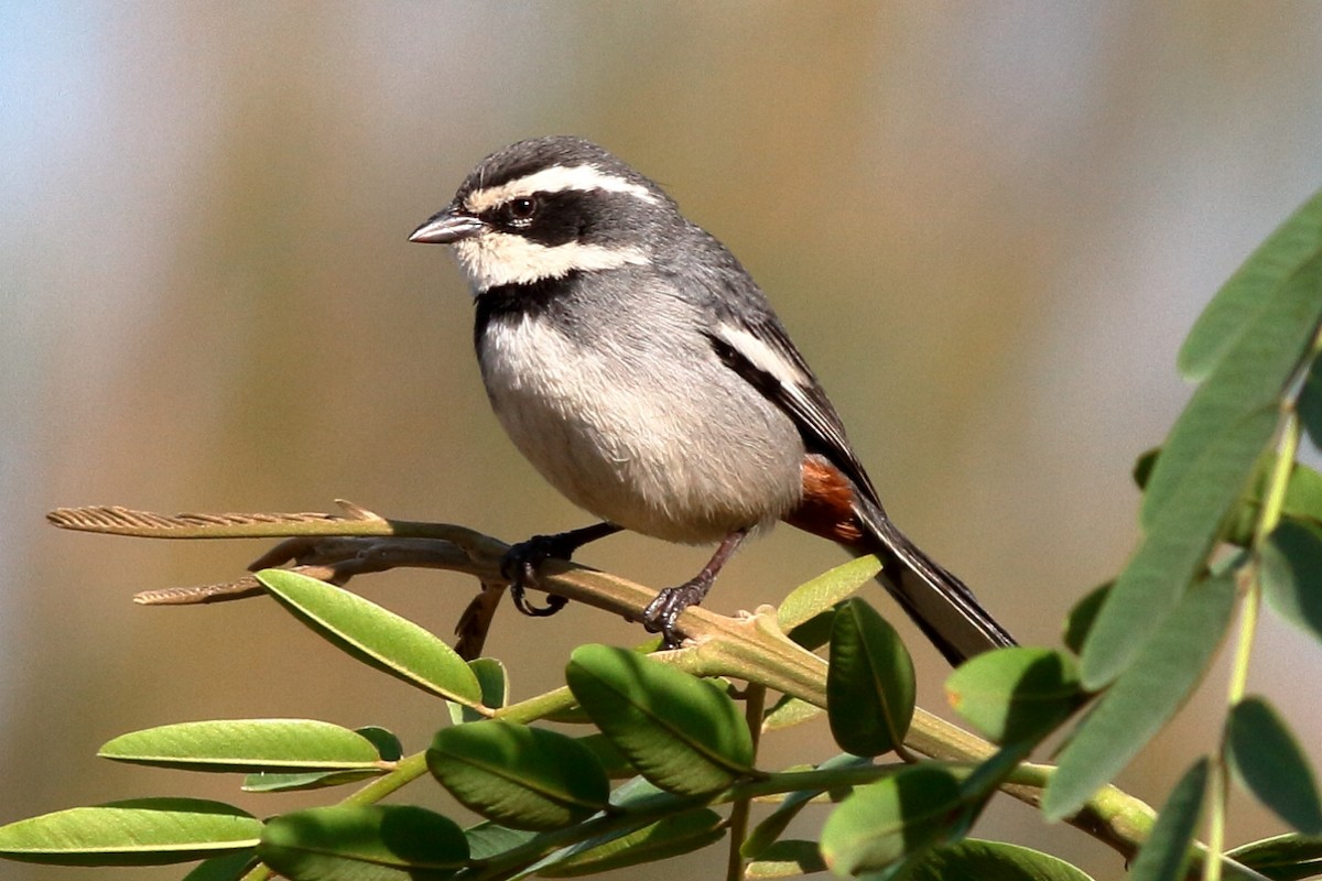 Ringed Warbling Finch - ML402408291