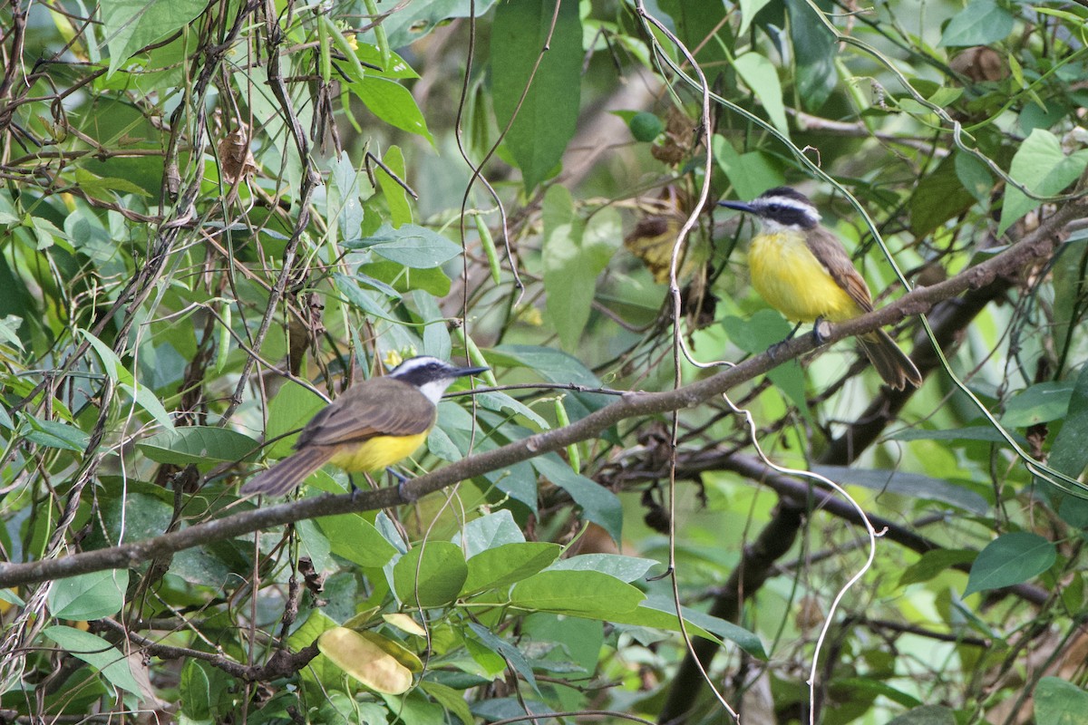 Lesser Kiskadee - ML402408811