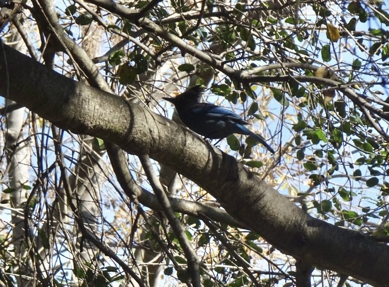 Steller's Jay - ML402409621