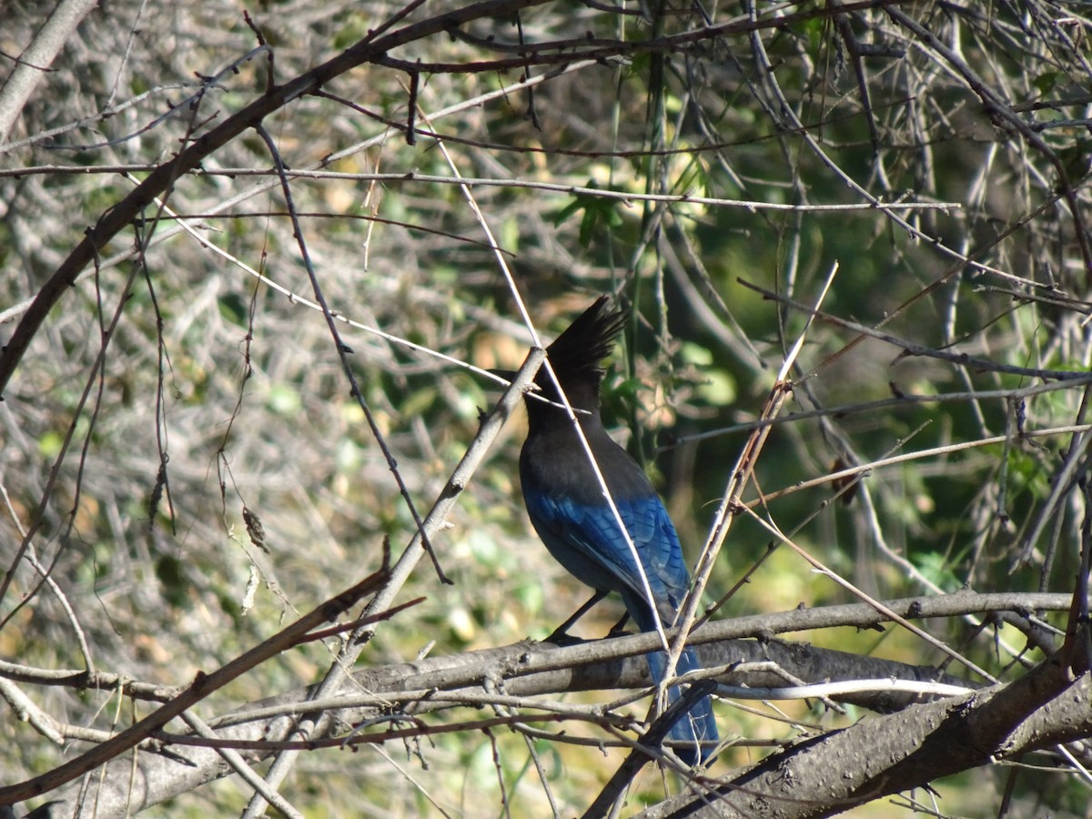 Steller's Jay - ML402409641