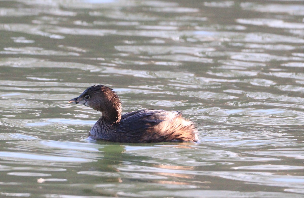 Pied-billed Grebe - ML402410731