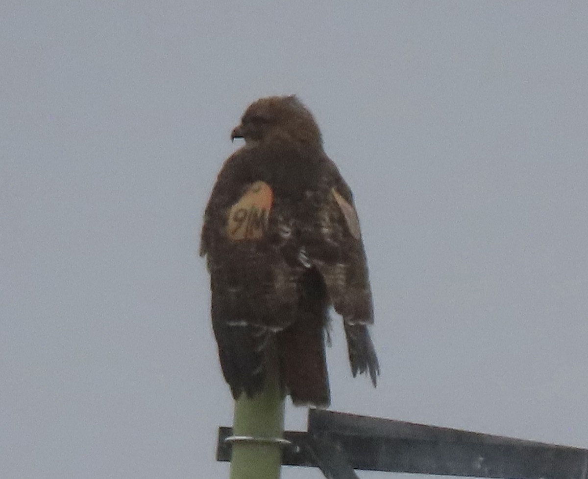 Red-tailed Hawk - ML402411021