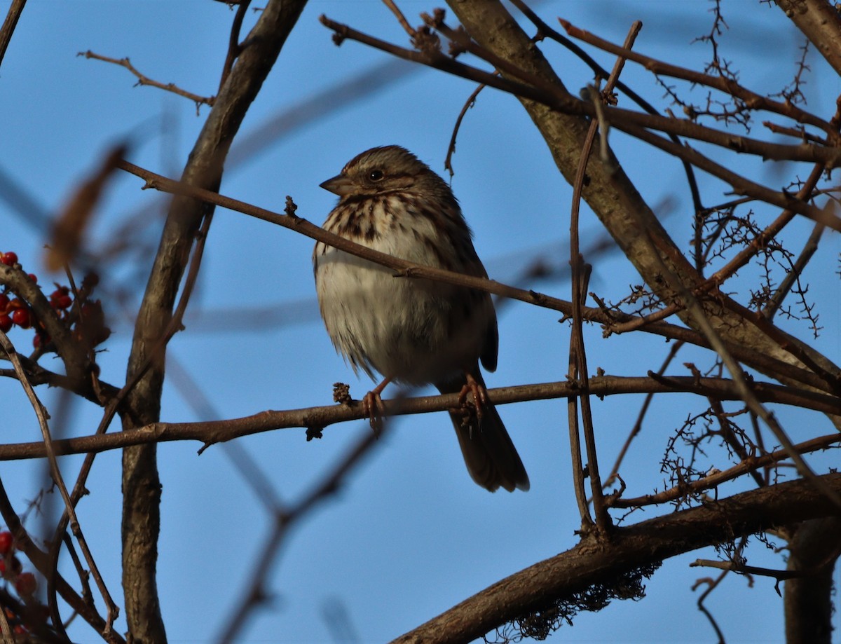 Song Sparrow - ML402411061