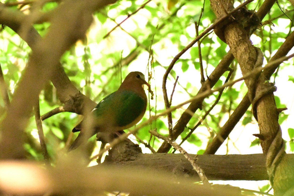 holub zelenokřídlý - ML402411221