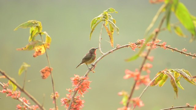 Karmesinnektarvogel - ML402411351