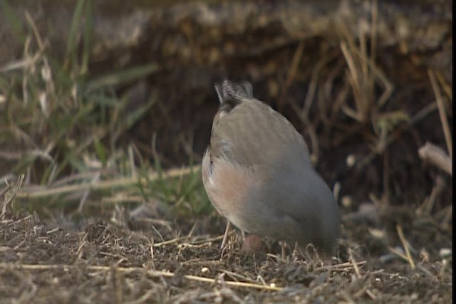 Junco Ojioscuro (mearnsi) - ML402412