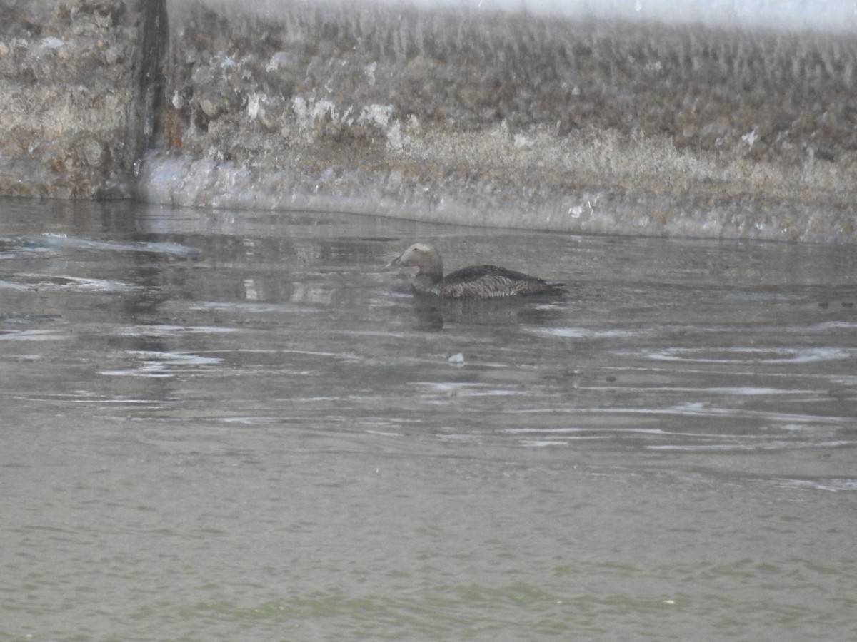 Common Eider - Ron Martin