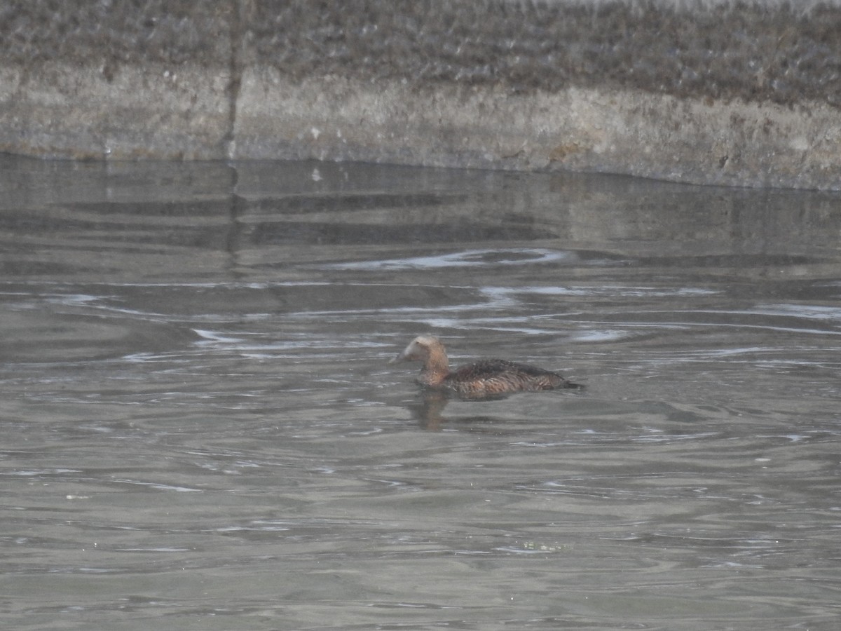 Common Eider - ML402412961