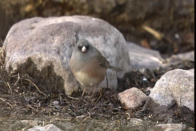 Junco ardoisé (mearnsi) - ML402413