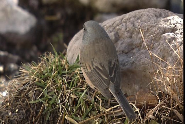 Junco ardoisé (mearnsi) - ML402414