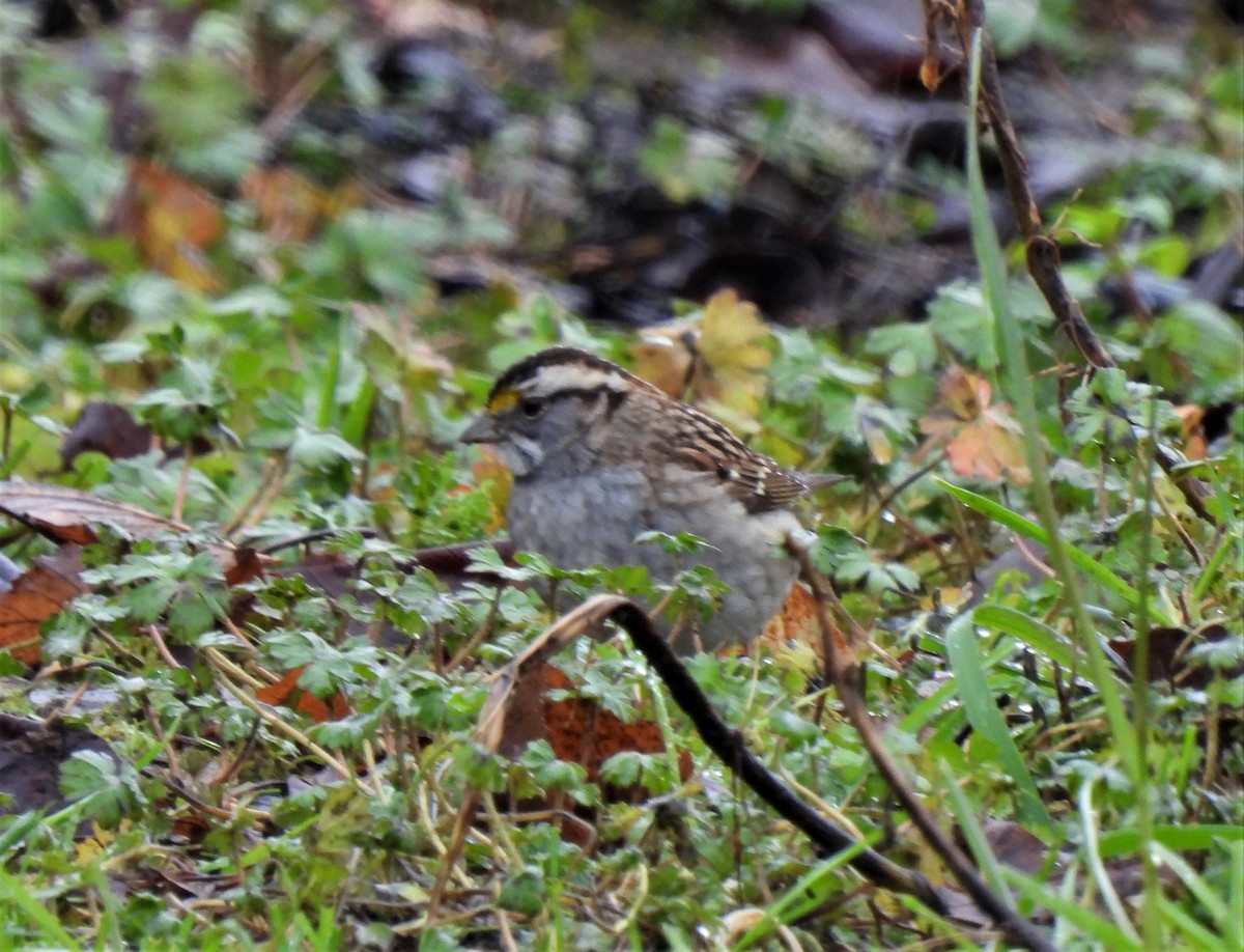 White-throated Sparrow - Rick Bennett