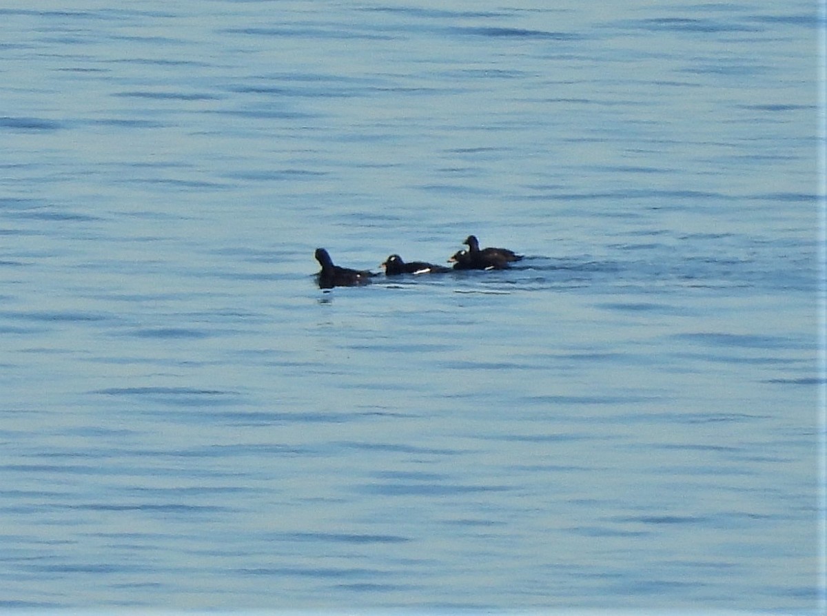 White-winged Scoter - ML402414141