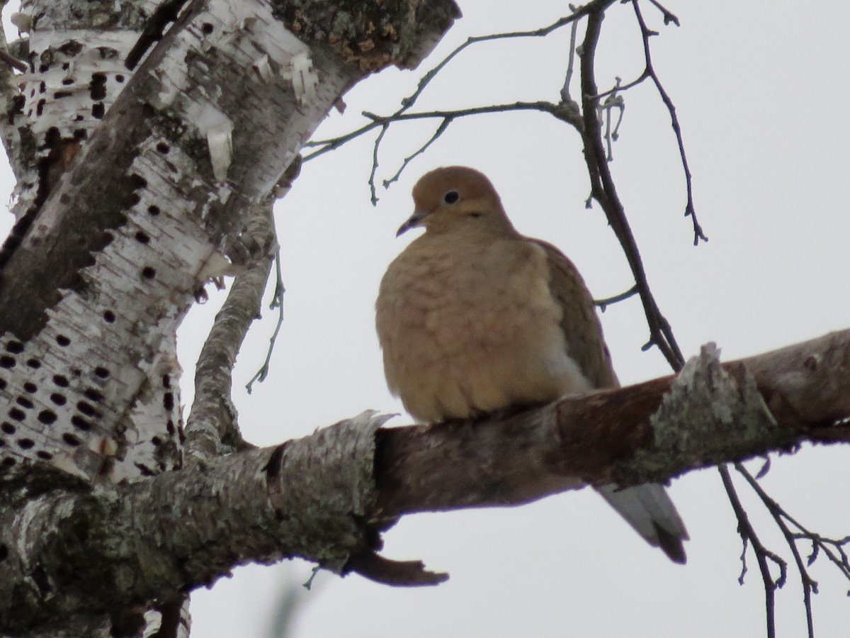 Mourning Dove - ML402414241