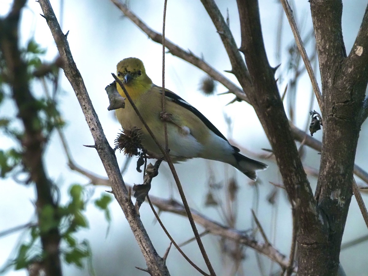 Chardonneret jaune - ML402414831