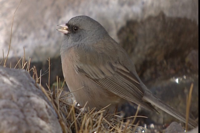 strnadec zimní (ssp. mearnsi) - ML402415