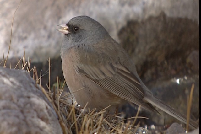 Dark-eyed Junco (Pink-sided) - ML402415