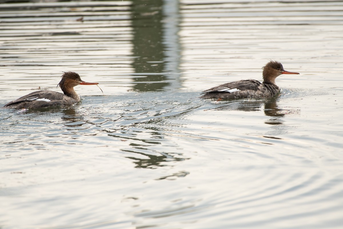 Red-breasted Merganser - ML402415951