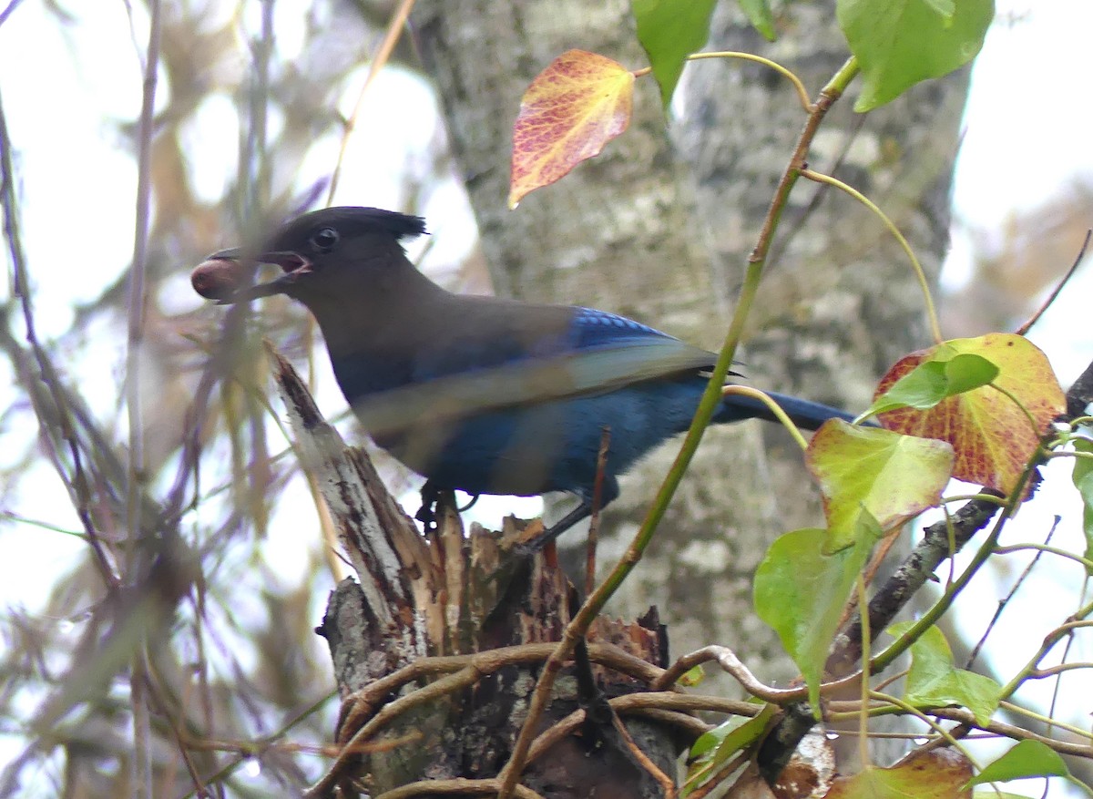 Steller's Jay - ML402416661