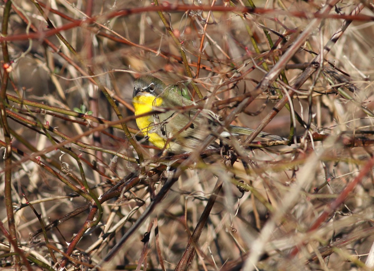 Yellow-breasted Chat (virens) - ML402417541