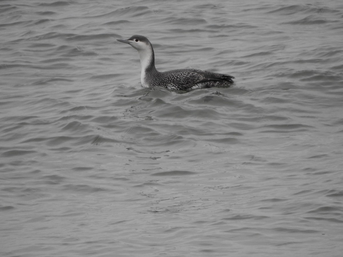 Red-throated Loon - ML402417901