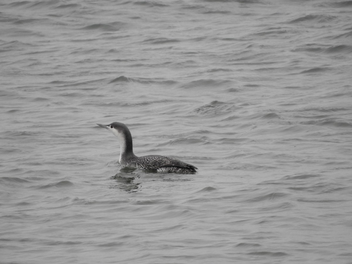 Red-throated Loon - ML402417931