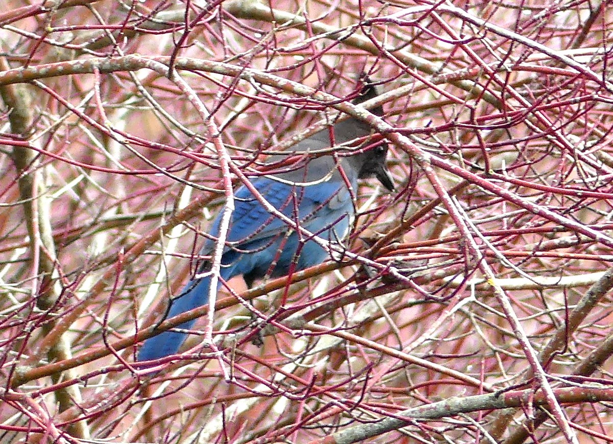 Steller's Jay - Aziza Cooper