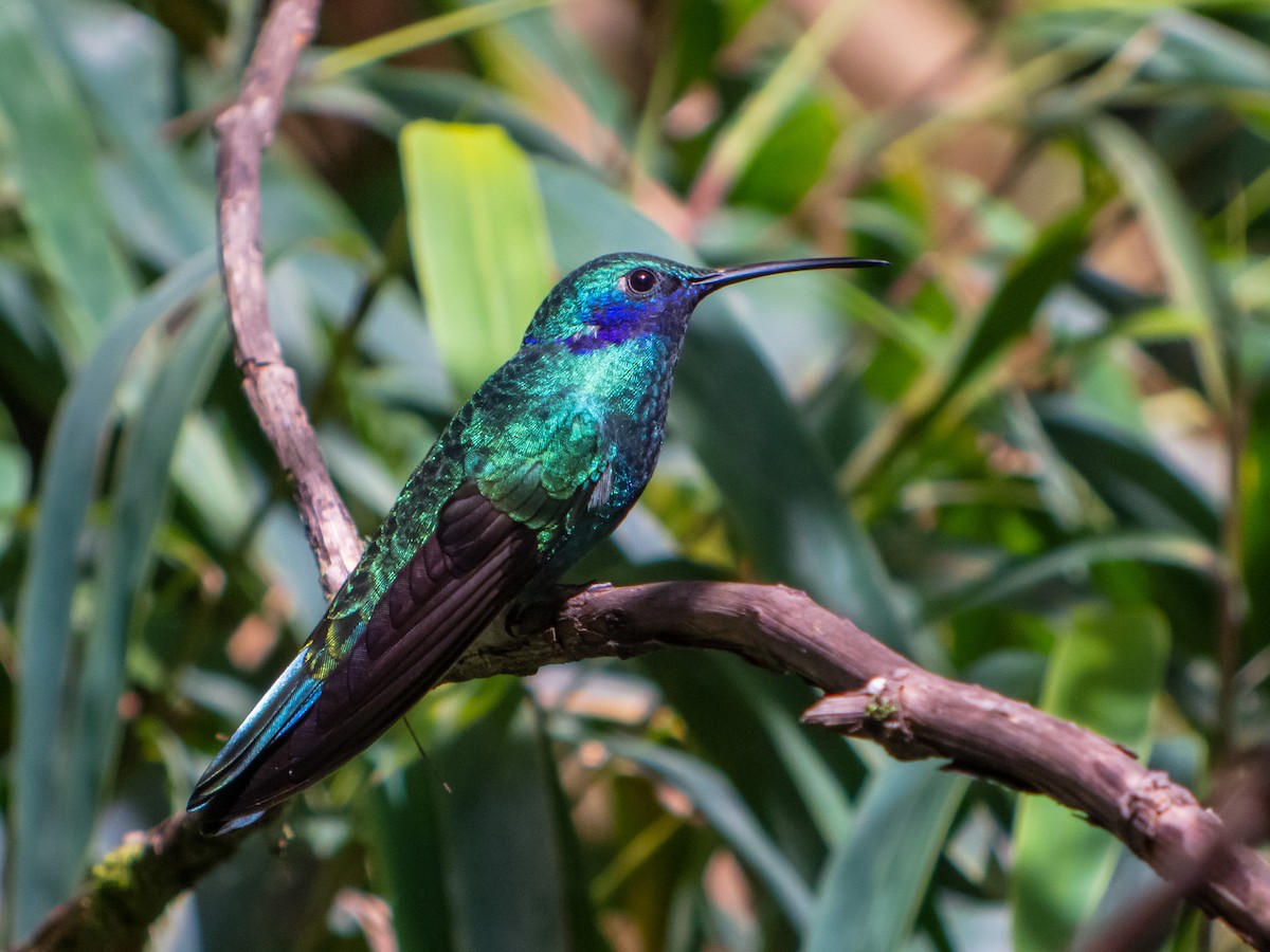 fiolørekolibri - ML402418201