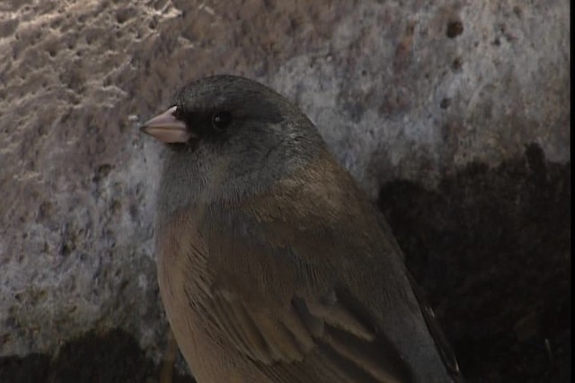 Junco ardoisé (mearnsi) - ML402419