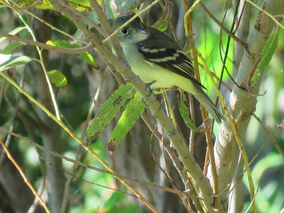 Least Flycatcher - Laura West