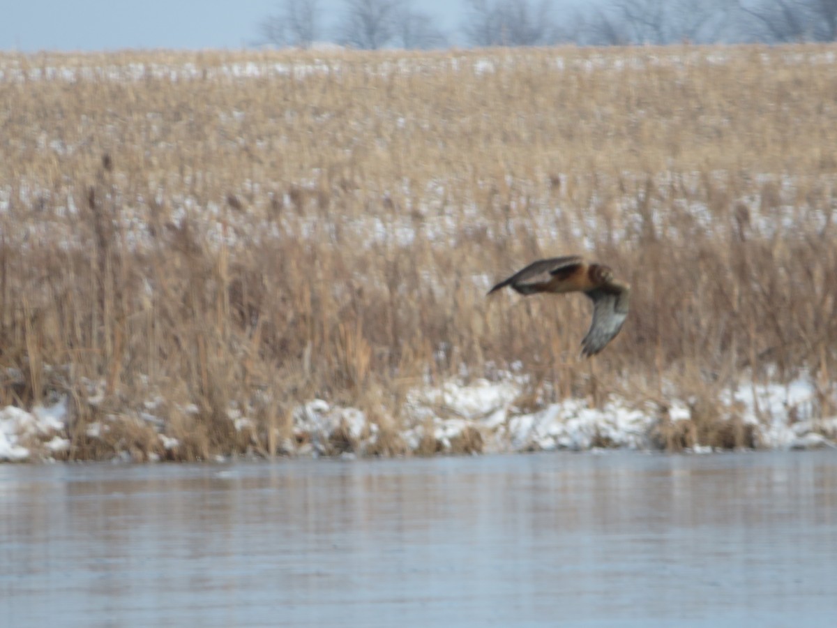 Northern Harrier - Nick Paarlberg