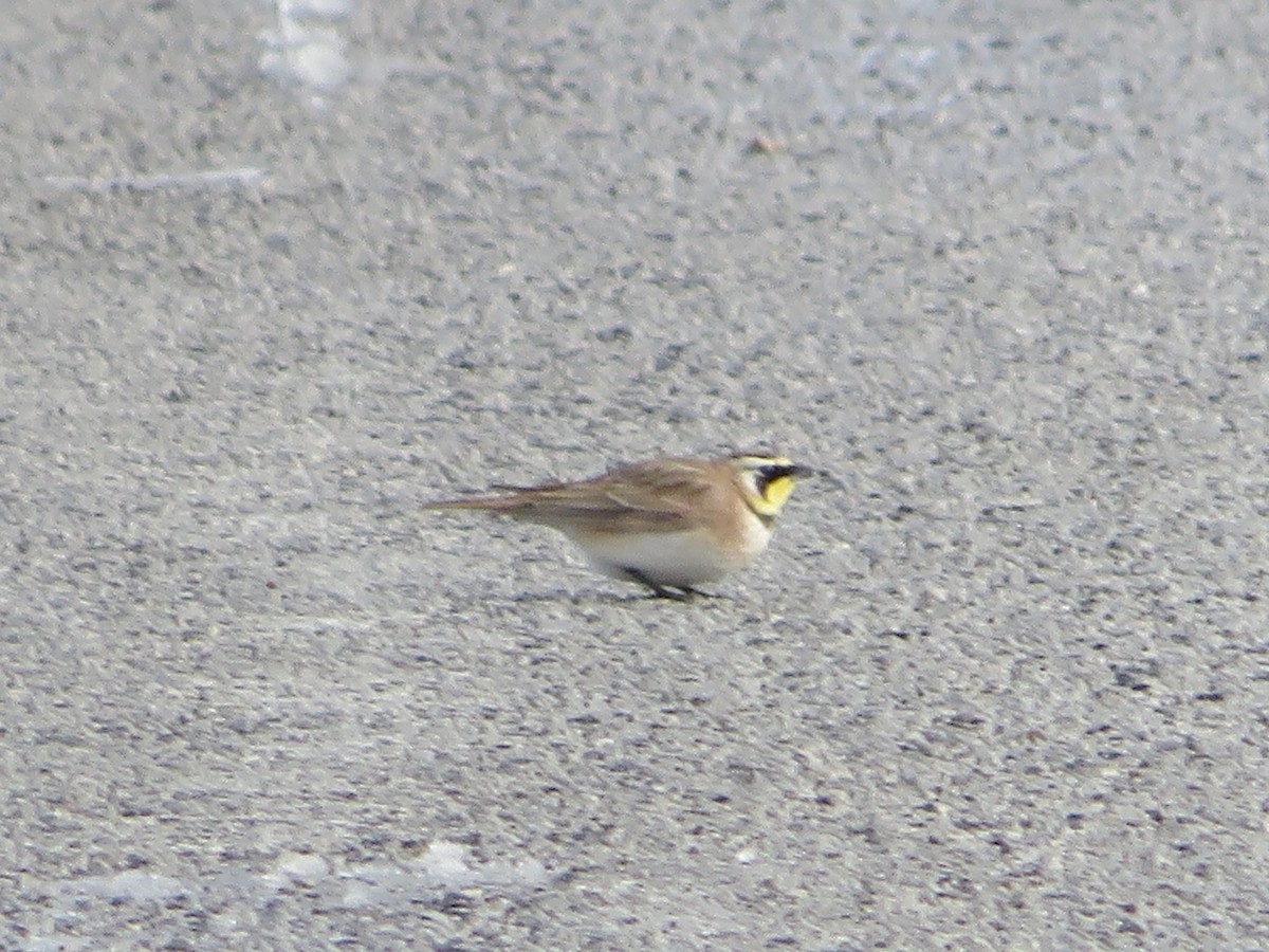 Horned Lark - ML402422571