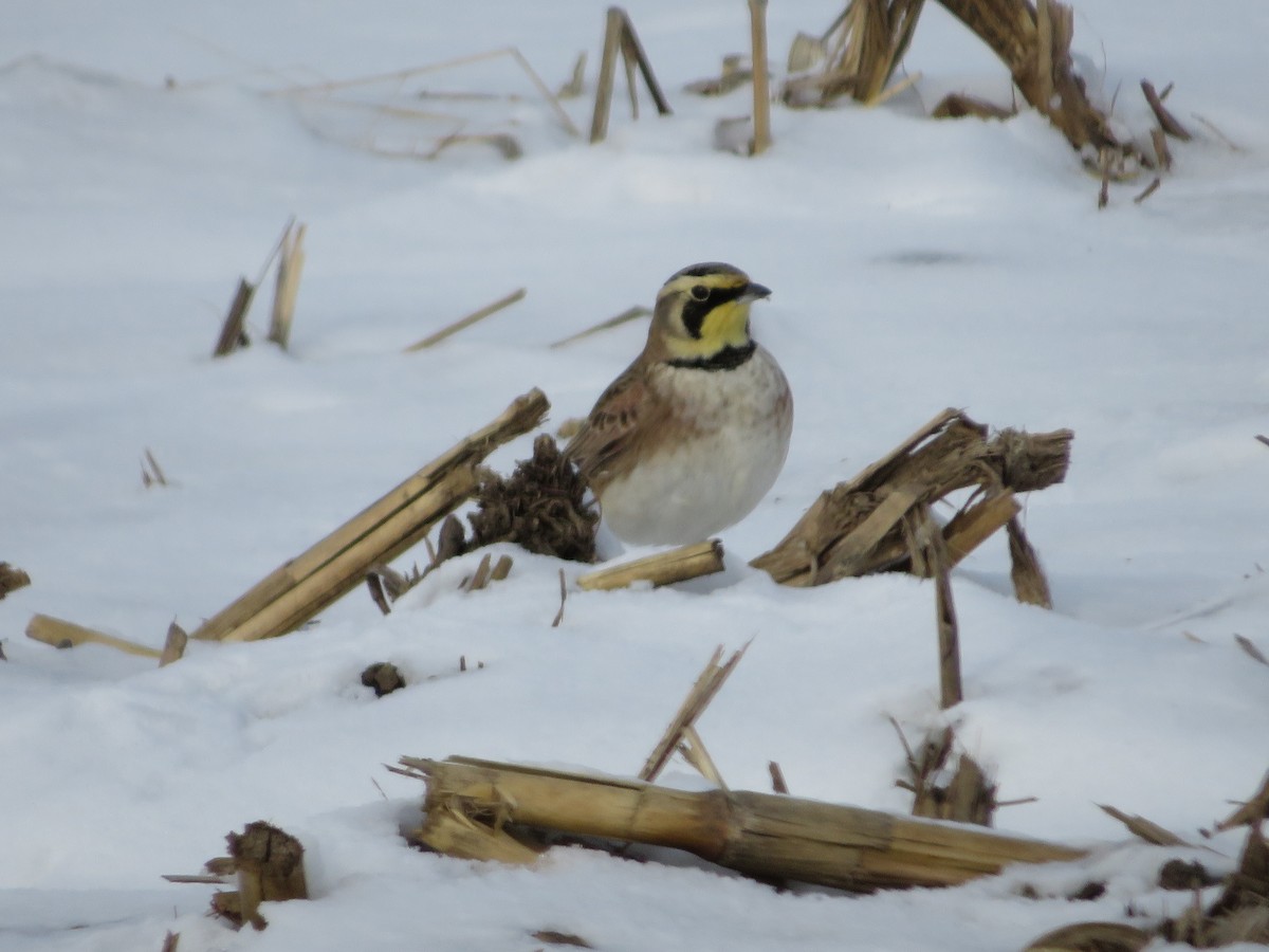 Horned Lark - ML402422631