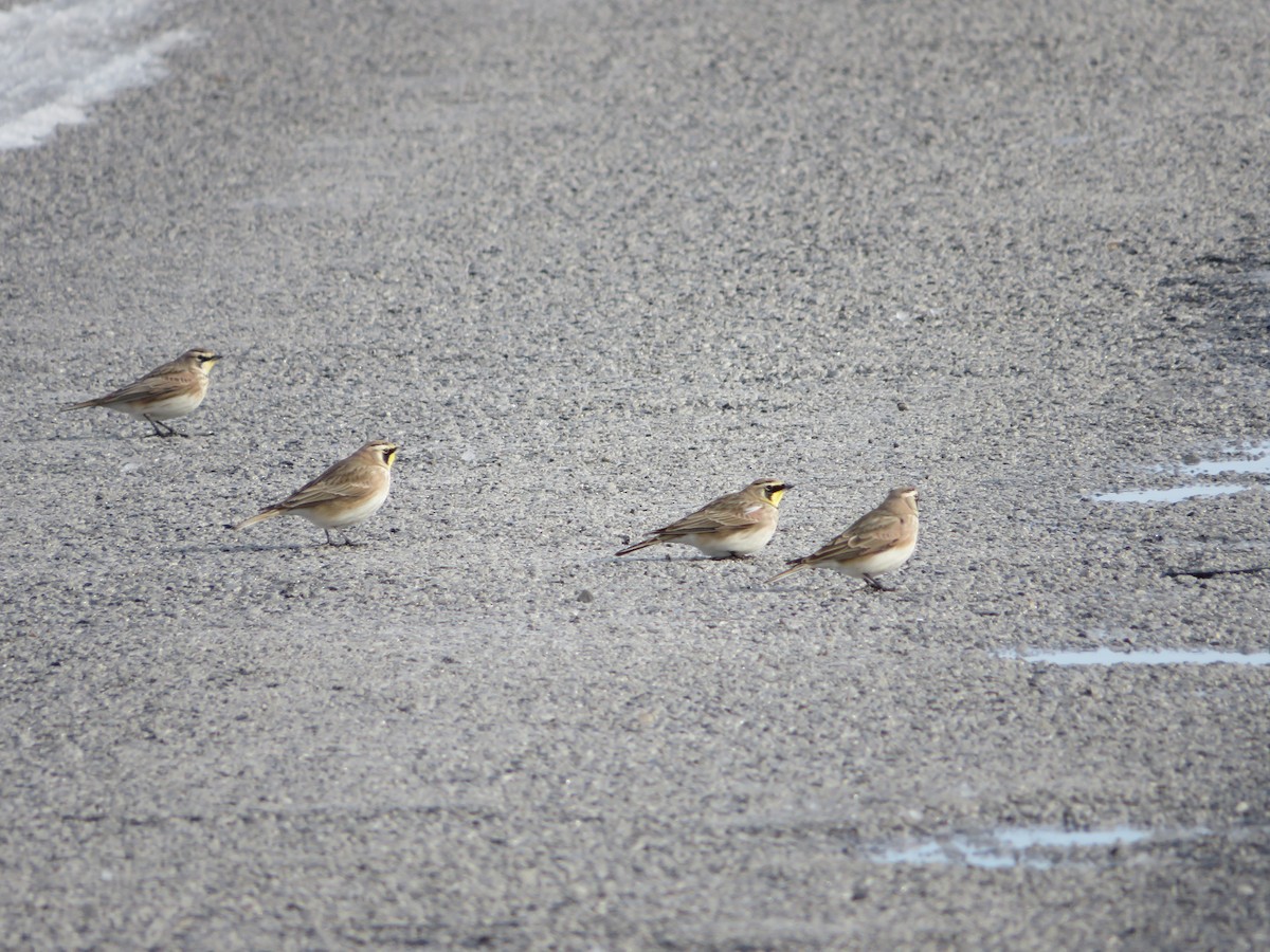 Horned Lark - ML402422681