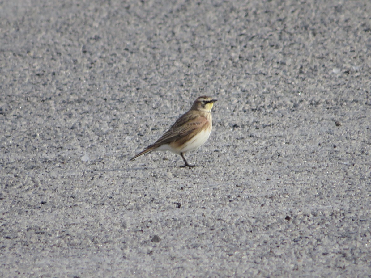 Horned Lark - Nick Paarlberg