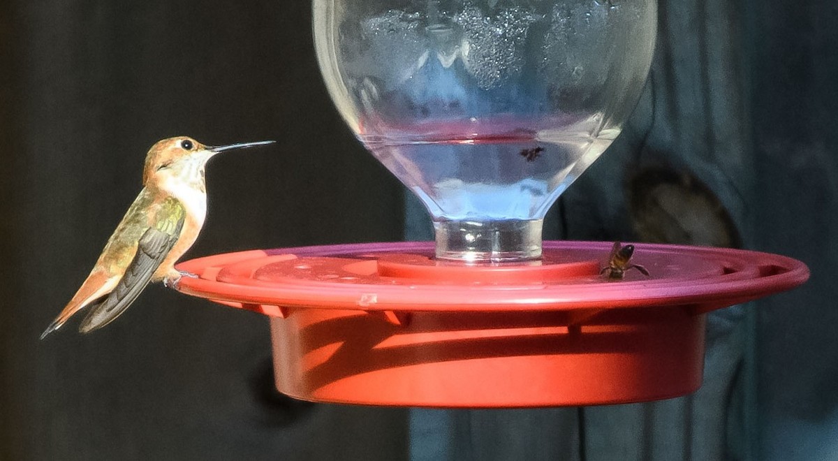 Rufous Hummingbird - ML402422861
