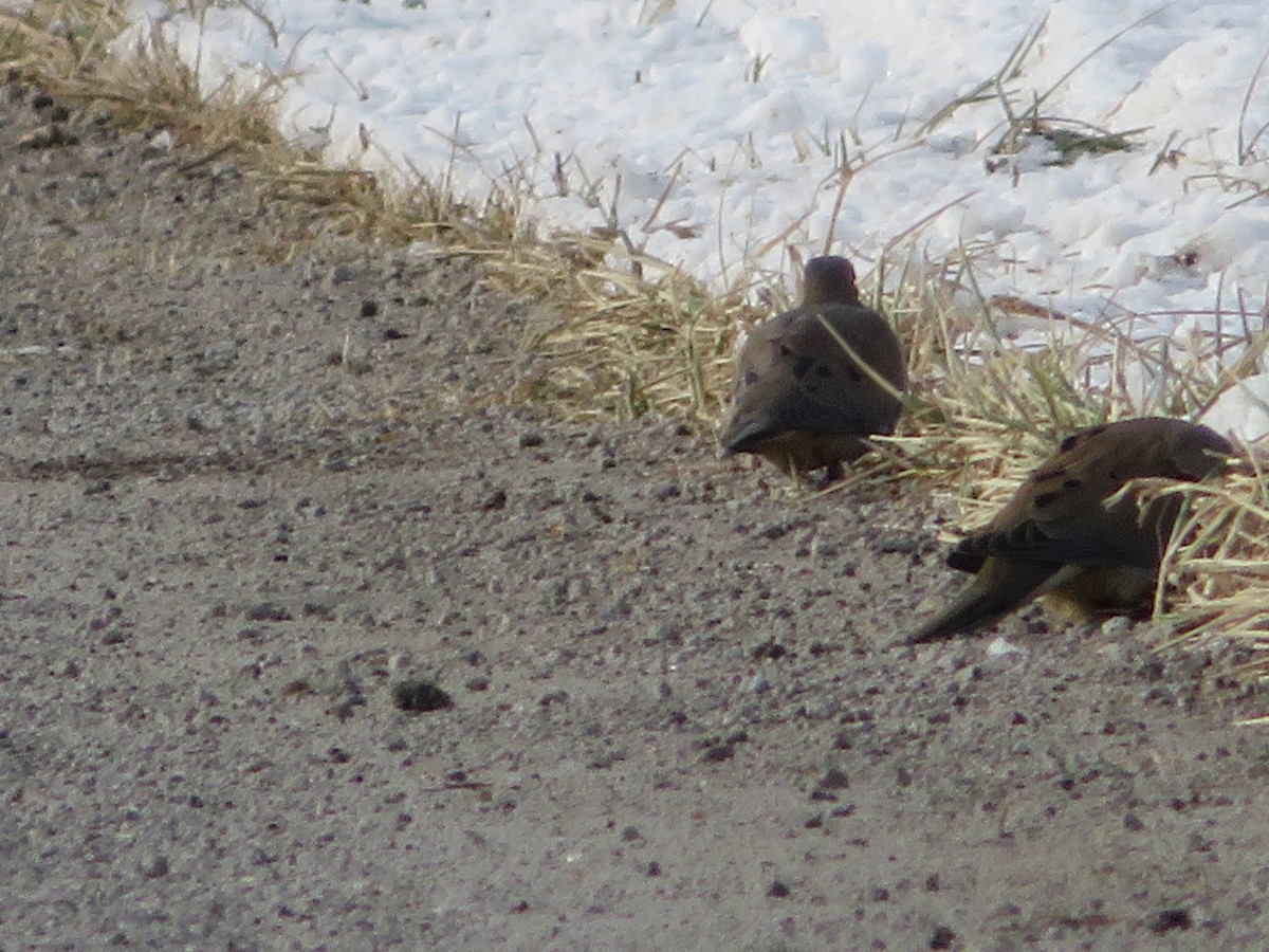 Mourning Dove - Nick Paarlberg