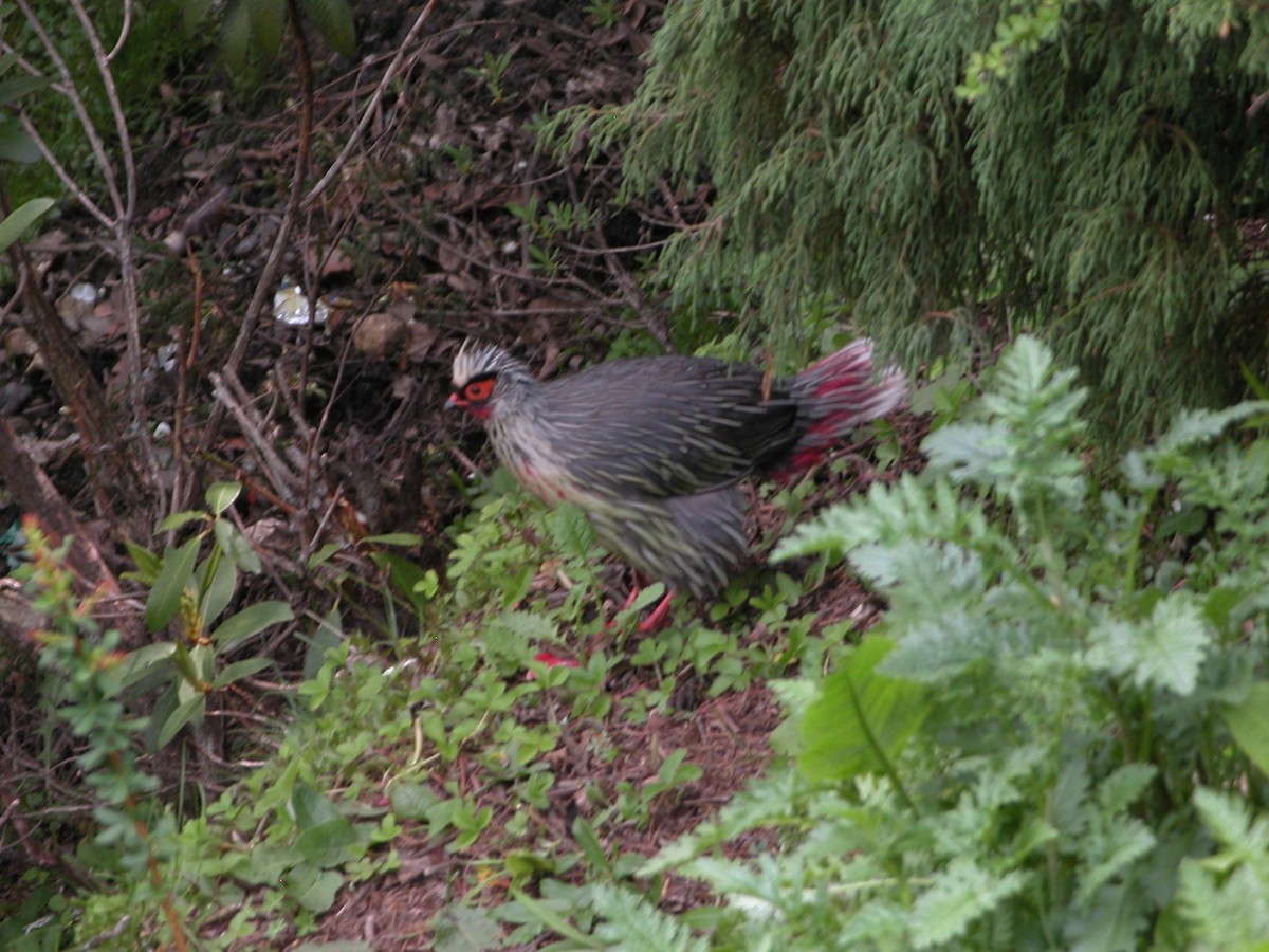 Blood Pheasant - ML402426121