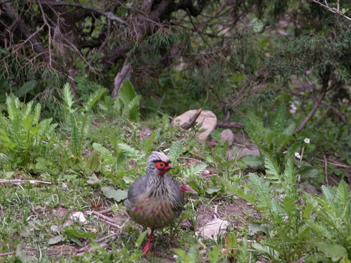 Blood Pheasant - ML402426291