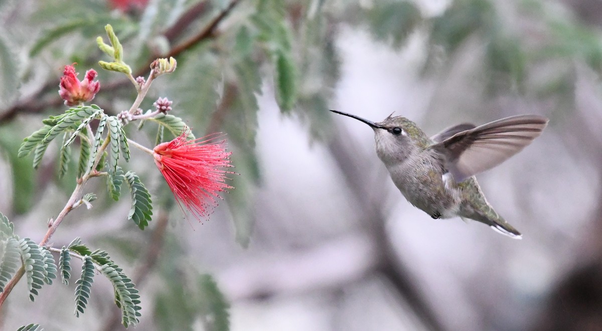 Costa's Hummingbird - ML402426641