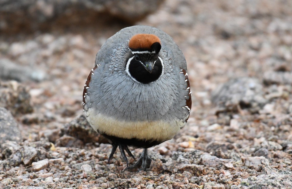 Gambel's Quail - Tim Healy