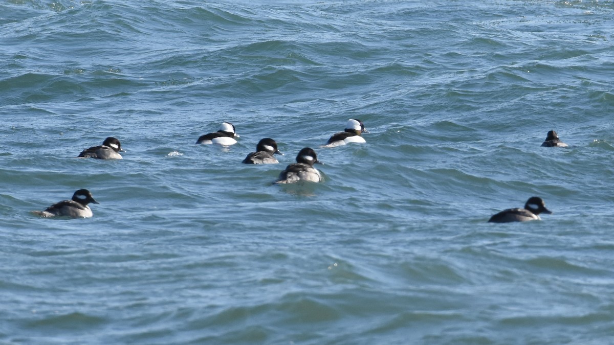 Bufflehead - ML402427421