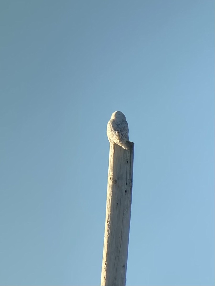 Snowy Owl - ML402427551