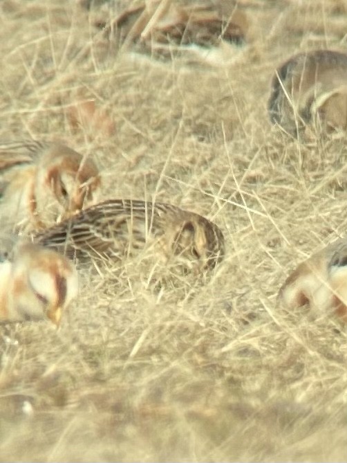Lapland Longspur - ML402427661