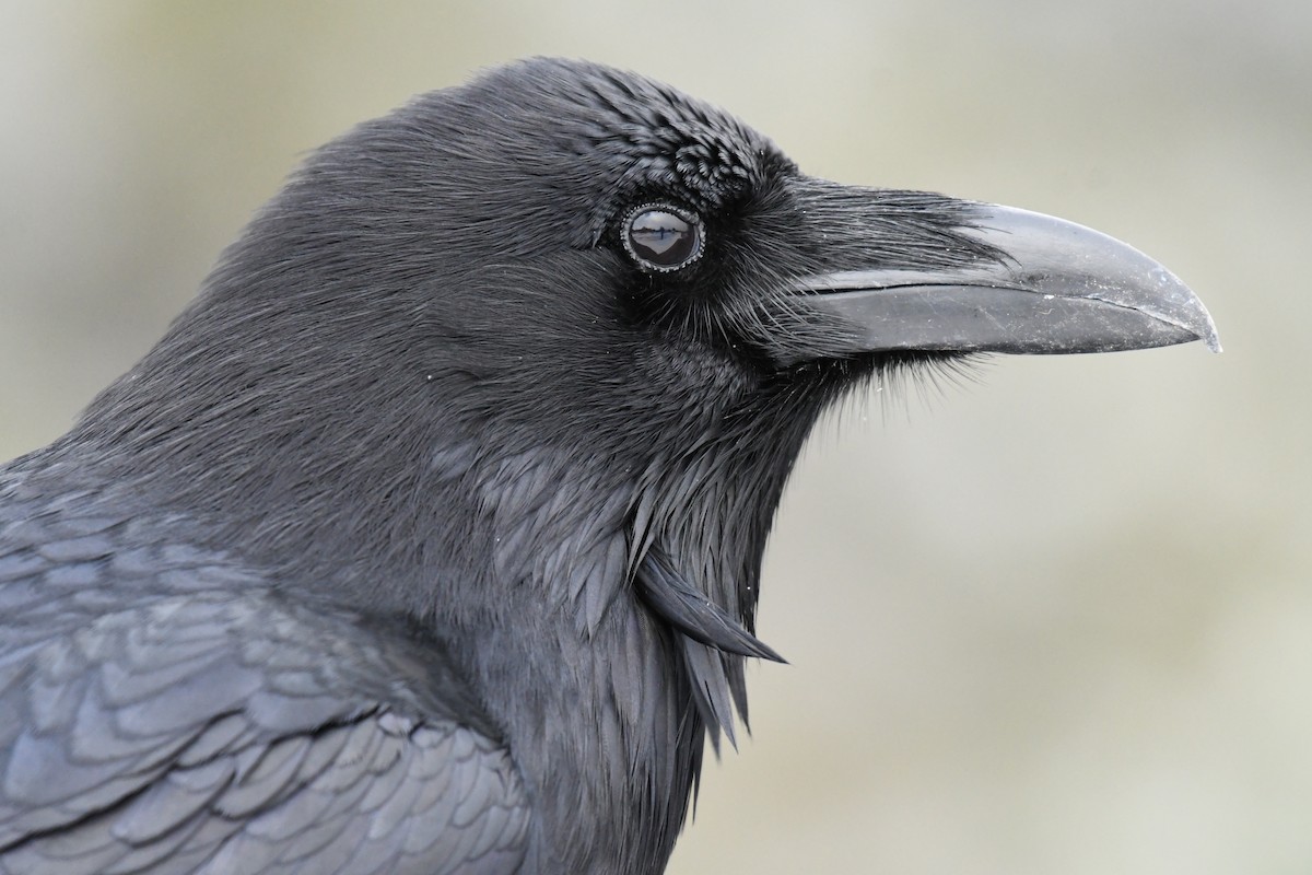 Common Raven - ML402427911