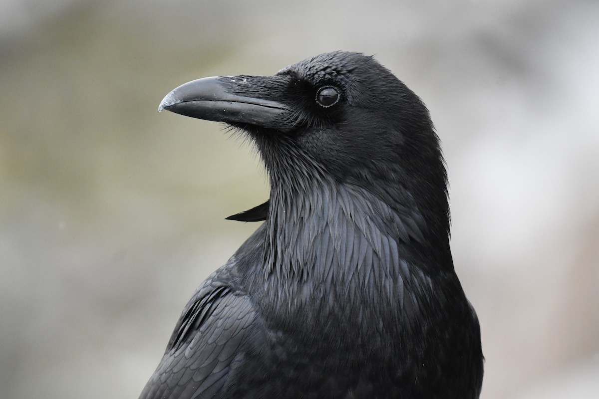 Common Raven - Tim Healy