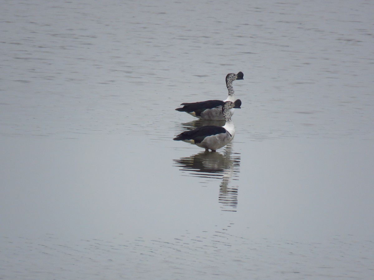 Knob-billed Duck - ML40242801