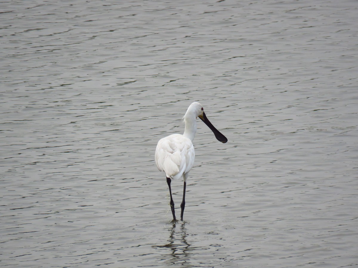 Eurasian Spoonbill - ML40242811